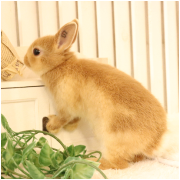animal_image