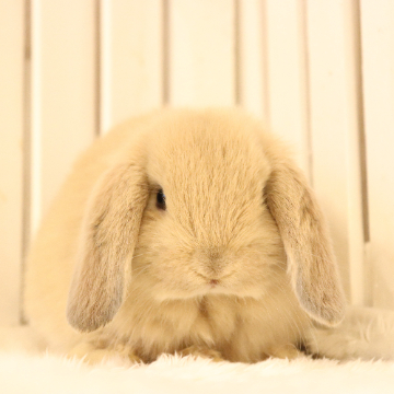 animal_image