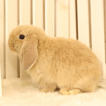 animal_image