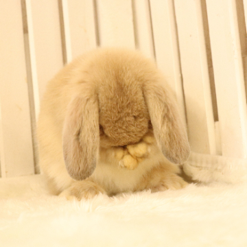 animal_image