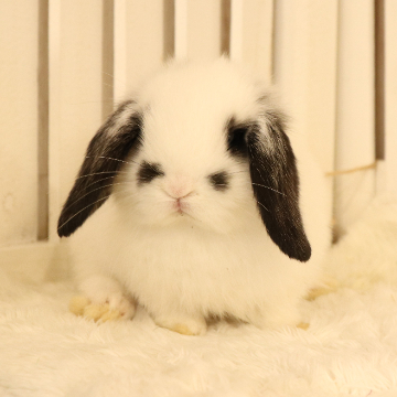 animal_image