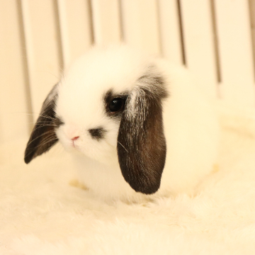 animal_image