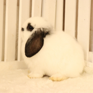 animal_image