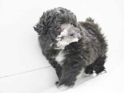 animal_image