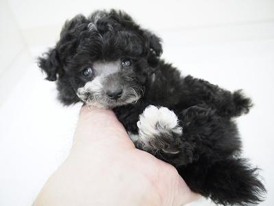 animal_image