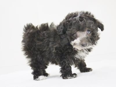 animal_image