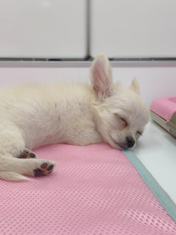 ワンニャンハウス ビバペッツ春日部店のチワワの詳細 ハローべいびぃ ワンニャンハウス ビバペッツ春日部店のチワワの詳細 ハローべいびぃ