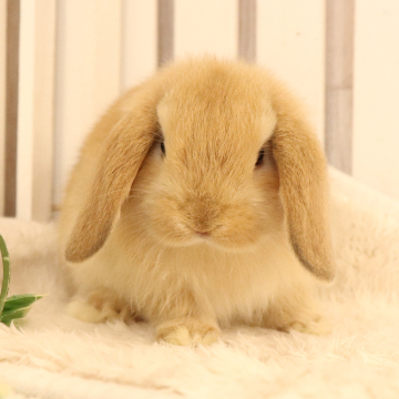 animal_image