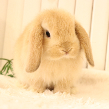 animal_image