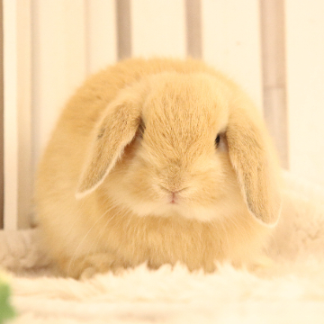 animal_image