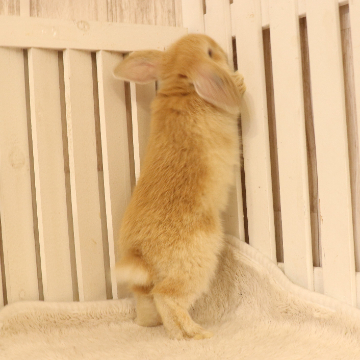 animal_image