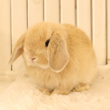 animal_image