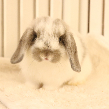 animal_image
