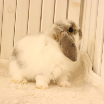 animal_image