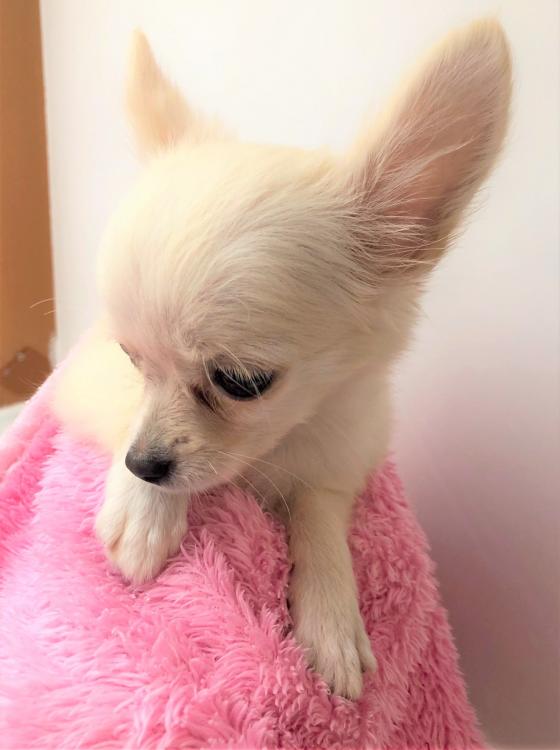 ワンニャンハウス ビバペッツ春日部店のチワワの詳細 ハローべいびぃ ワンニャンハウス ビバペッツ春日部店のチワワの詳細 ハローべいびぃ