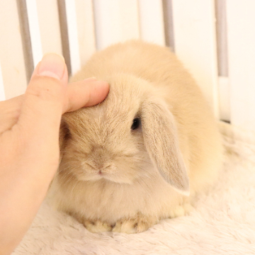 animal_image