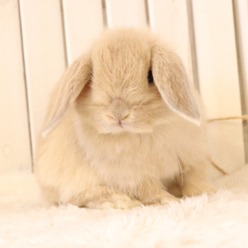 animal_image