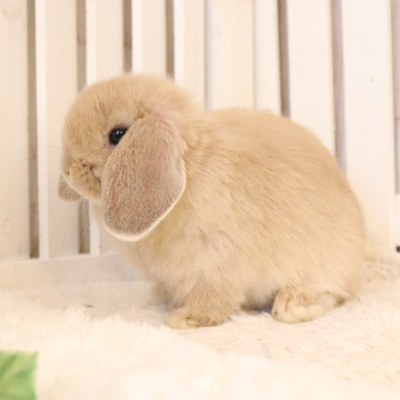 animal_image