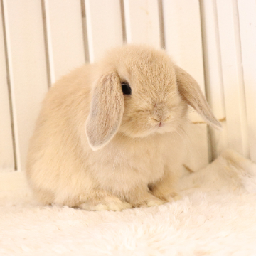 animal_image