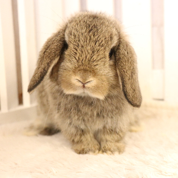 animal_image