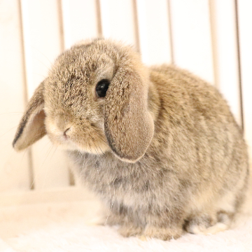 animal_image