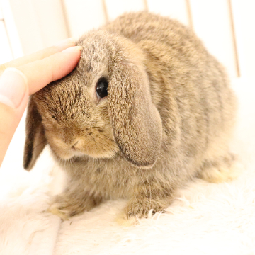animal_image