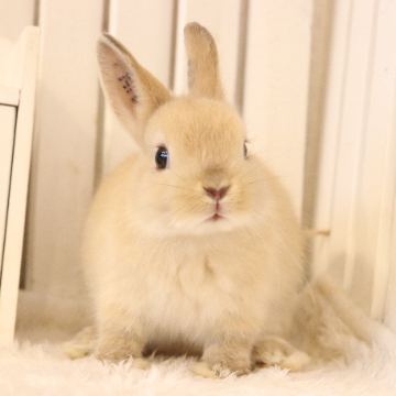 animal_image