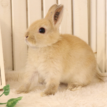 animal_image