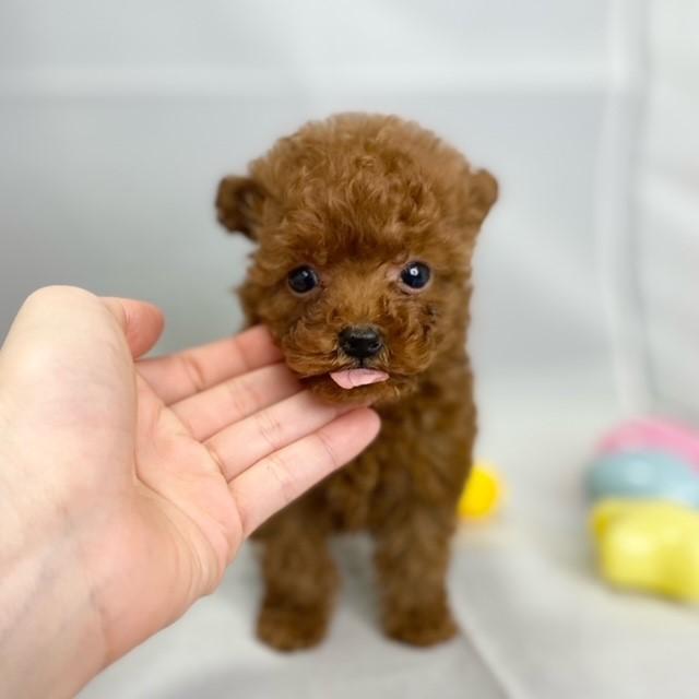 animal_image
