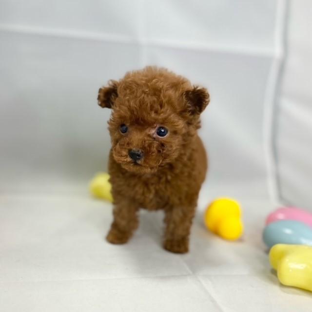 animal_image