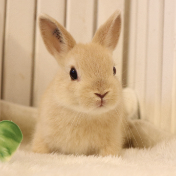 animal_image