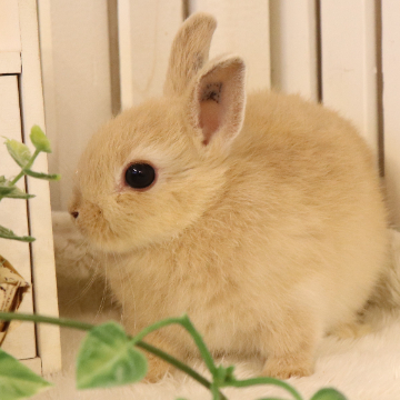 animal_image