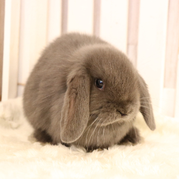 animal_image