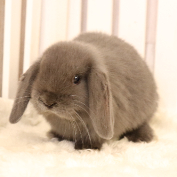 animal_image