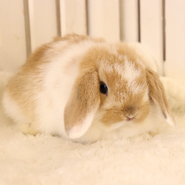 animal_image