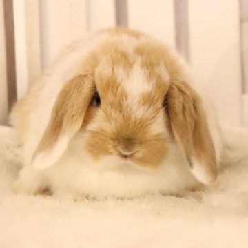 animal_image