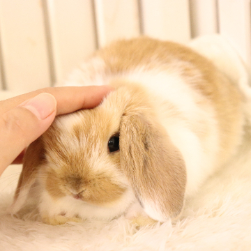 animal_image