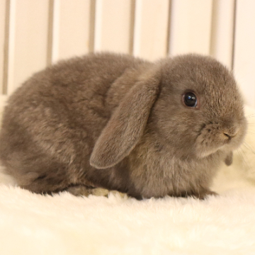 animal_image