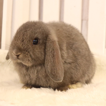 animal_image
