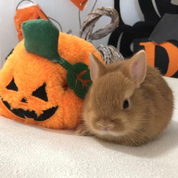 animal_image