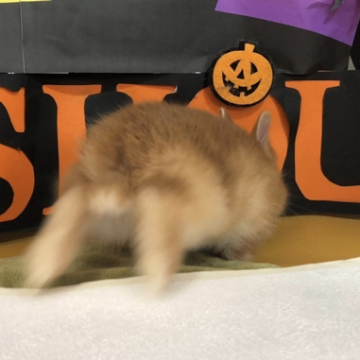 animal_image