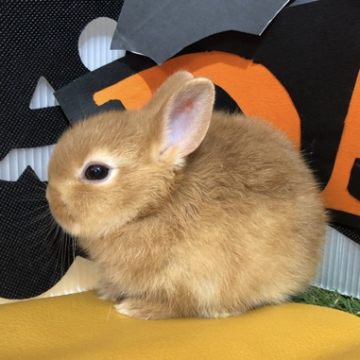 animal_image