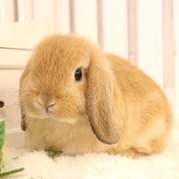 animal_image