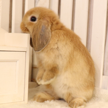 animal_image
