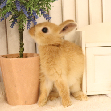 animal_image