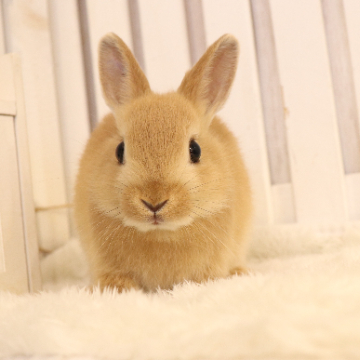 animal_image