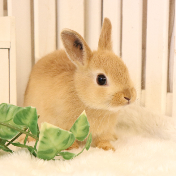 animal_image
