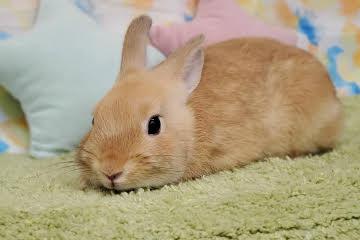 animal_image