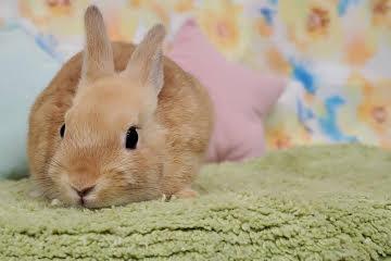 animal_image