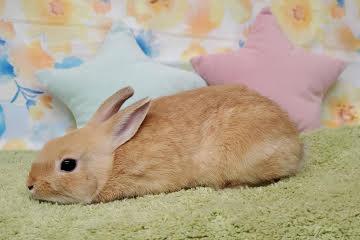 animal_image